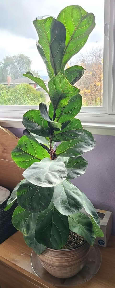 Photo of free Fiddle fig tree (Near cupertino library) #1