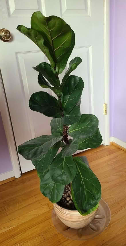 Photo of free Fiddle fig tree (Near cupertino library) #3