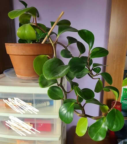 Photo of free Peperomia (Near cupertino library) #1