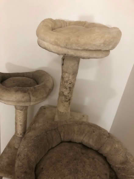 Photo of free Cat Tower (NG16) #4