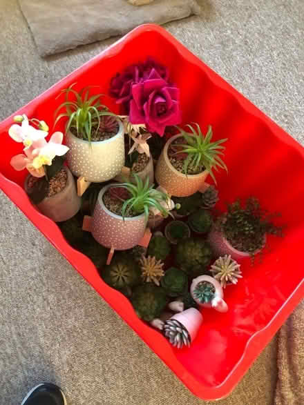 Photo of free Box of Artificial Plants in Pots (Penketh WA5) #1