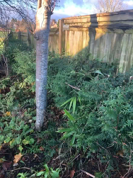 Photo of free 36 Western Red Cedar hedging plants (Lyneham OX7) #1