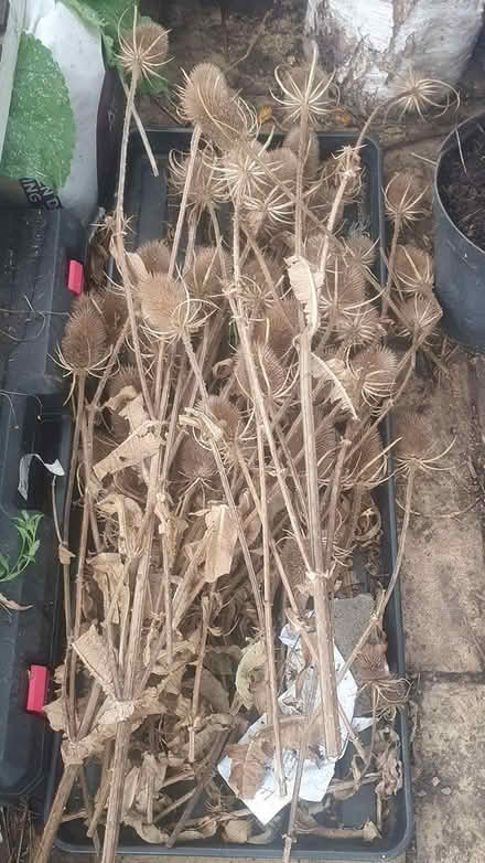 Photo of free Teasel heads (Stocksbridge S36) #1