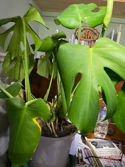 Photo of free Swiss cheese plant (Shurdington) #1