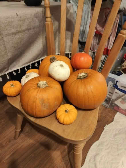 Photo of free Pumpkins (Tn12) #1