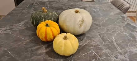Photo of free Small pumpkin. Squash (Overton) #1