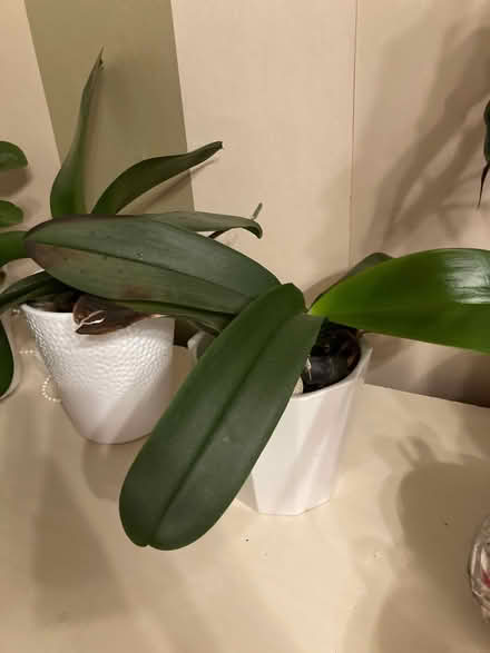 Photo of free 4 Orchids plants for a good home (Riddlesdown CR8) #1