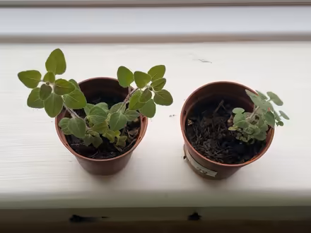 Photo of free Oregano seedlings (Rodborough) #1