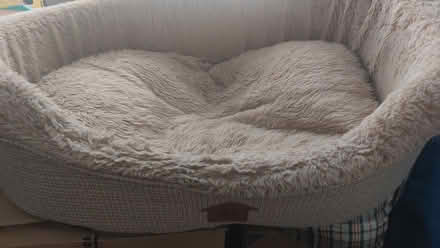 Photo of free Dog beds n toys (D15) #2