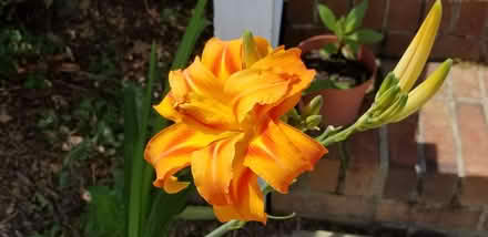 Photo of free Daylily clumps (Apex-Ten Ten and Holly Springs) #1