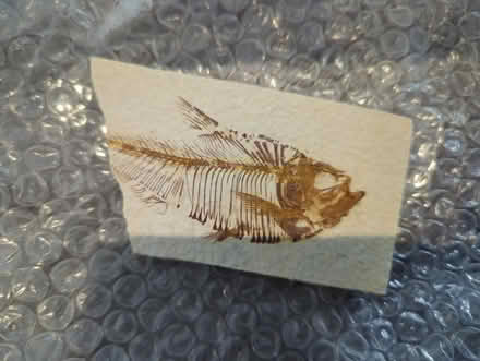 Photo of free 3 fish fossils (Glen Rock) #3