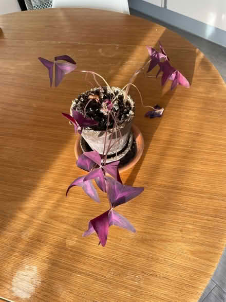 Photo of free Small purple plant (Camberwell) #1
