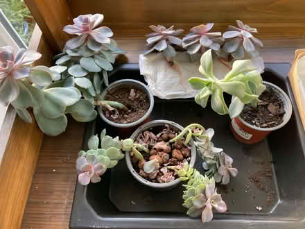 Photo of free Succulents for Propagation (CT5) #1