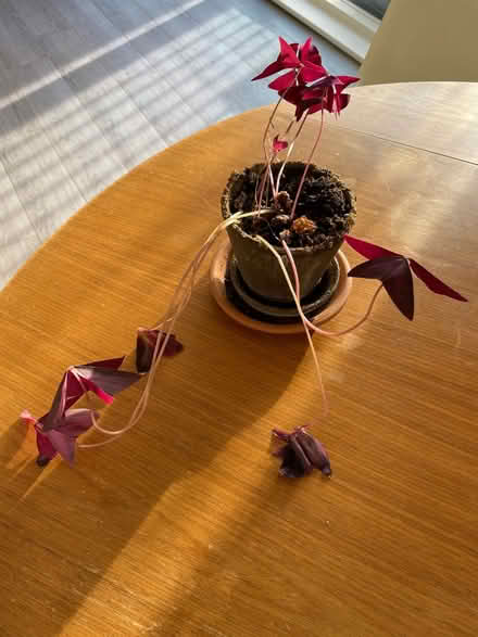 Photo of free Small purple plant (Camberwell) #2