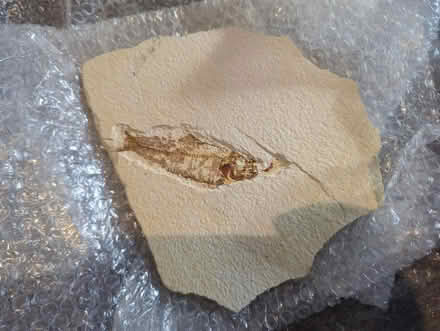 Photo of free 3 fish fossils (Glen Rock) #2