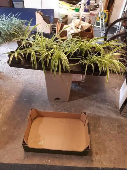 Photo of free Spider plants (Grassendale) #1
