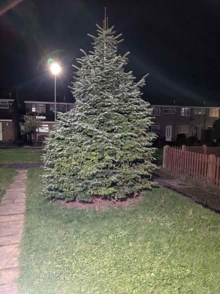 Photo of free Huge real Xmas tree (Podsmead GL1) #1