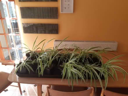 Photo of free Spider plants (Grassendale) #2