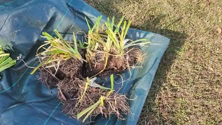 Photo of free Daylily clumps (Apex-Ten Ten and Holly Springs) #3