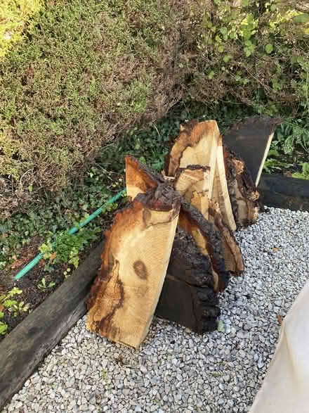 Photo of free oak wood (Esher KT10) #2