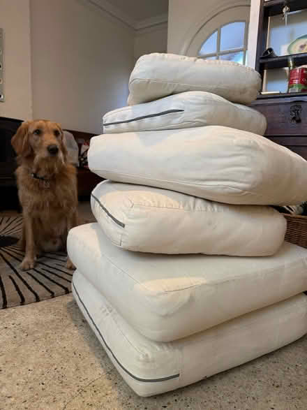 Photo of free Assortment of cushions (B17) #2