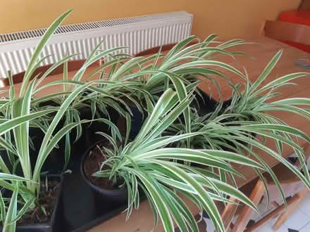 Photo of free Spider plants (Grassendale) #3