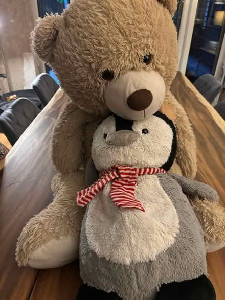 Photo of free Two Teddies (Wath S63) #1