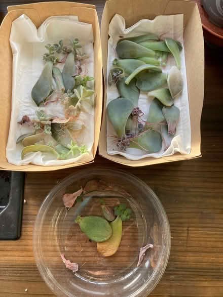 Photo of free Succulents for Propagation (CT5) #2