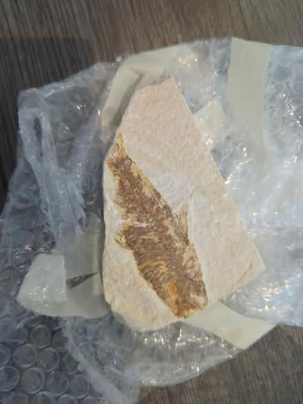 Photo of free 3 fish fossils (Glen Rock) #1