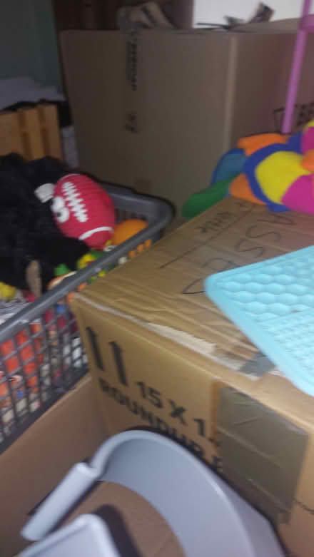 Photo of free Dog beds n toys (D15) #3