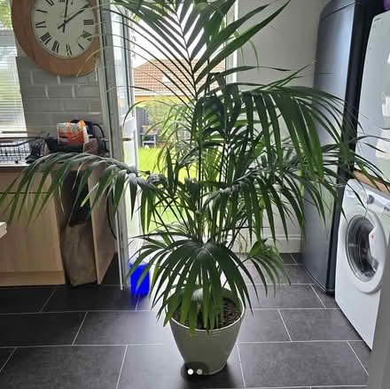 Photo of Large Palm plant (N16) #1