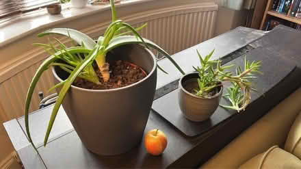 Photo of free 2 Aloe Vera Plants (Norton-Lees, S8) #1