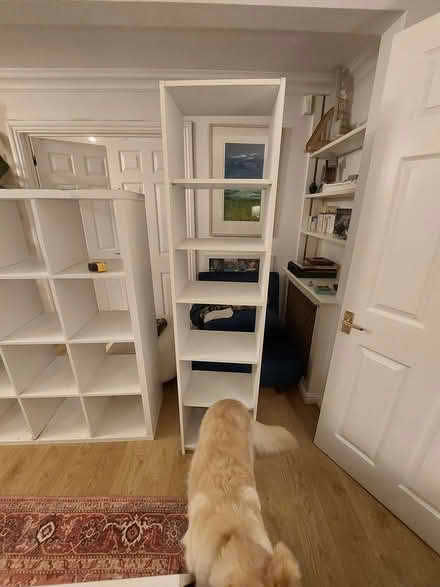 Photo of free Tall mdf shelves (Winterbourne Lewes) #1