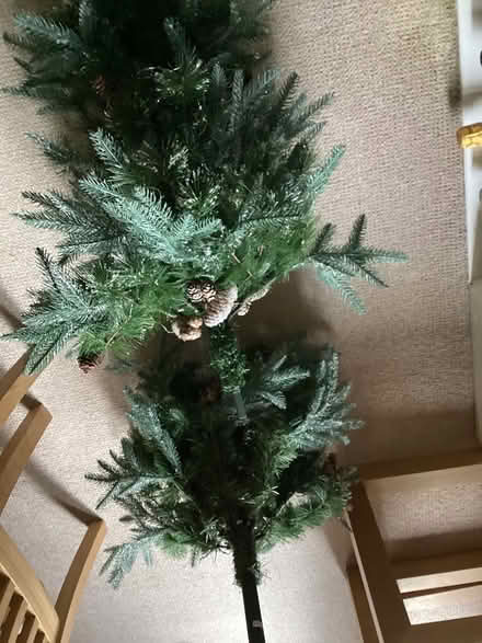 Photo of free Christmas Tree (putney sw15 1lz) #4