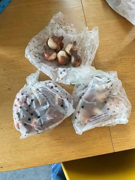 Photo of free Tulip bulbs (North Ascot SL5) #1