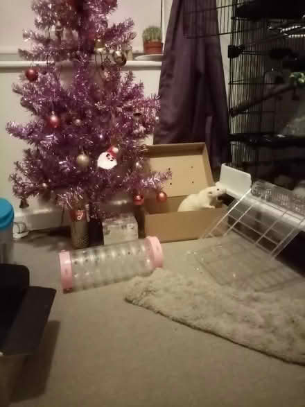 Photo of free 3ft pink Christmas tree (Bures Hamlet CO8) #1