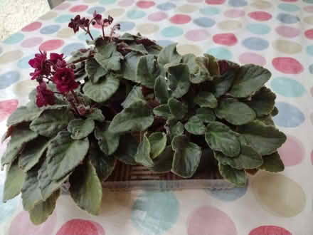Photo of free African violets (Top Amersham HP6) #1
