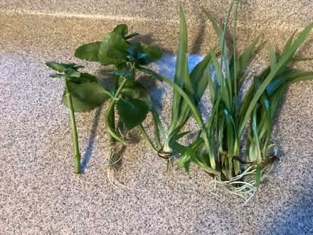 Photo of free Rooting house plants (Northwest Seattle, phinney) #2