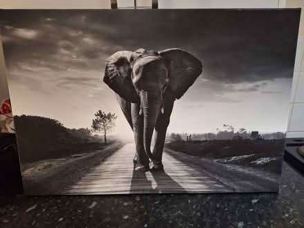 Photo of free Large Elephant Canvas (Honor Oak SE23) #1