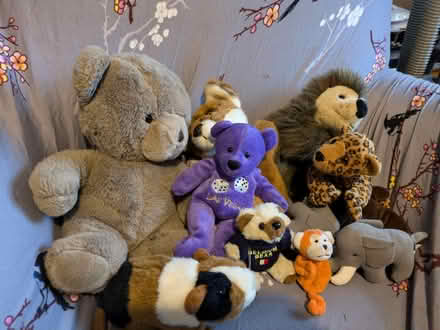 Photo of free Teddies (MK45) #1