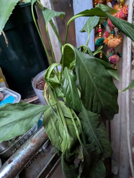 Photo of free Lily (Portslade by Sea BN41) #1