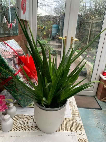 Photo of free Aloe Vera plant (Willenhall, West Midlands) #1