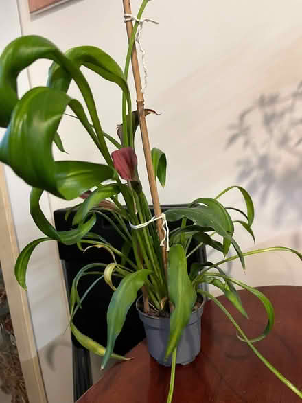 Photo of free Calla lily (University Area RG1) #1