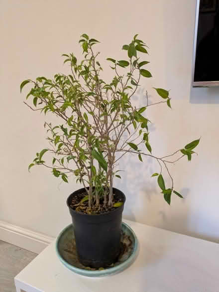 Photo of free Shrub (Quedgeley) #1