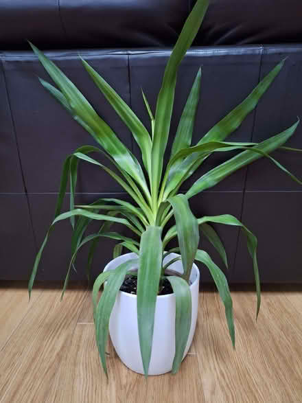 Photo of free Yucca plant minus ceramic pot (Kendal LA9) #1