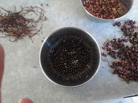 Photo of free Sichuan pepper SEEDS ONLY (Grenoside S35) #1