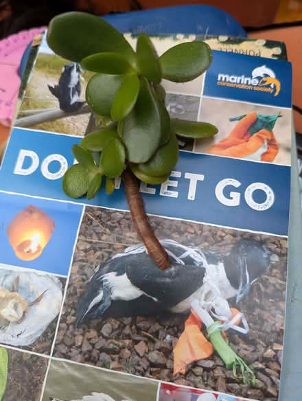 Photo of free Jade plant cutting (Portslade by Sea BN41) #1