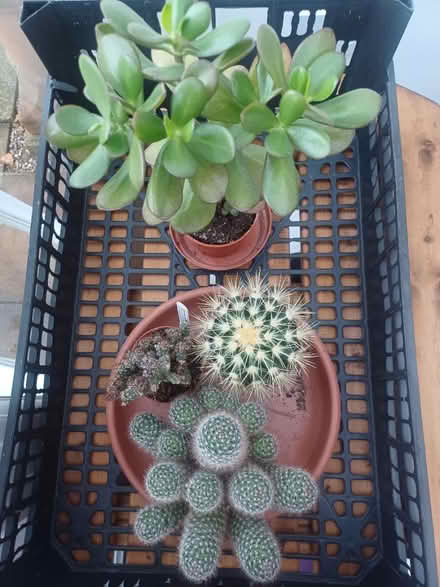 Photo of free 3 Cacti and 'Money plant' succulent (Kingswinford DY6) #1