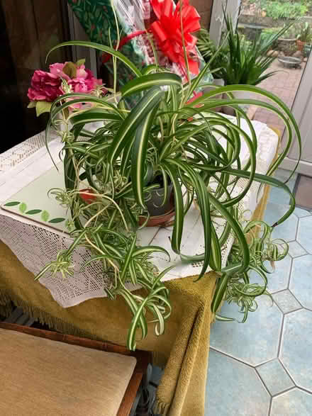 Photo of free Spider plant (Willenhall, West Midlands) #1