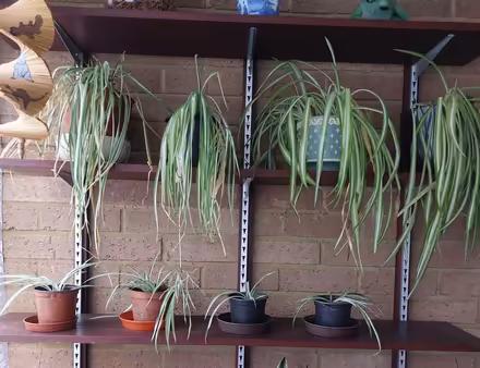 Photo of free Potted plants - african violets and spider plants (Fords Farm RG31) #3